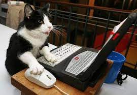 chat qui code